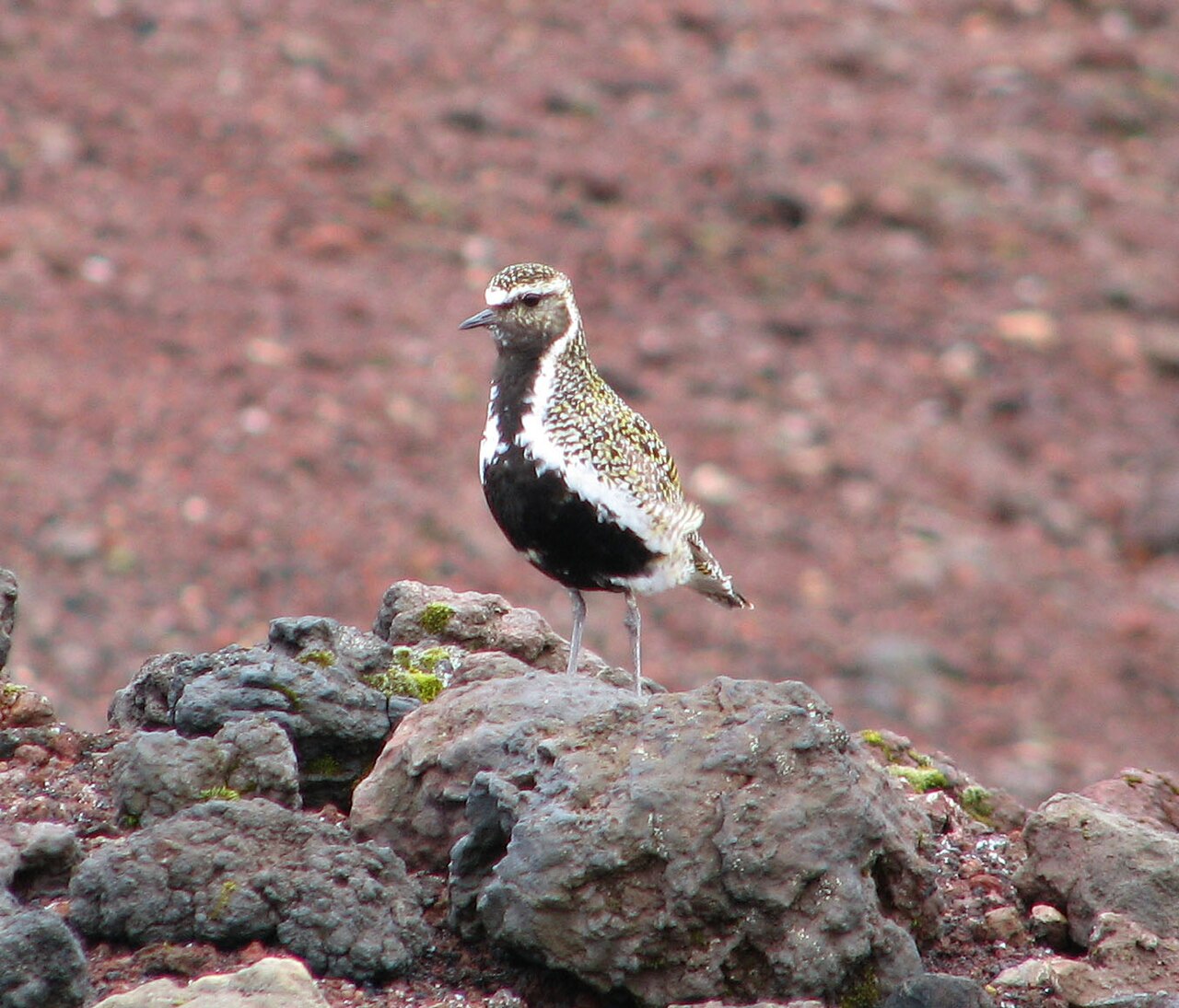 Goudplevier (Pluvialis apricaria)