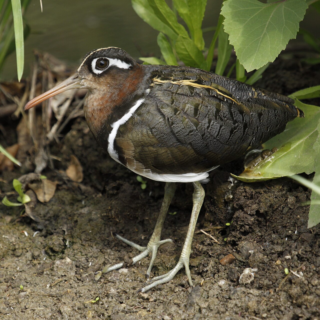Goudsnip (Rostratula benghalensis)
