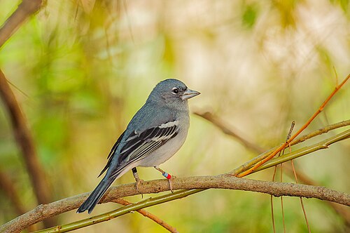 Gran-Canaria-Fink (Fringilla polatzeki)