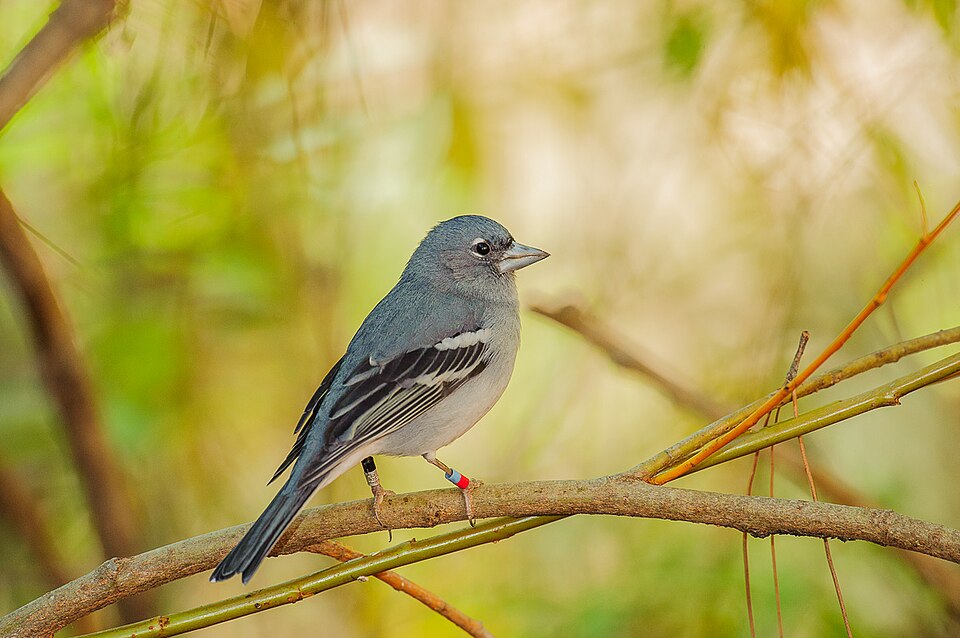 Gran-Canarische blauwe vink (Fringilla polatzeki)