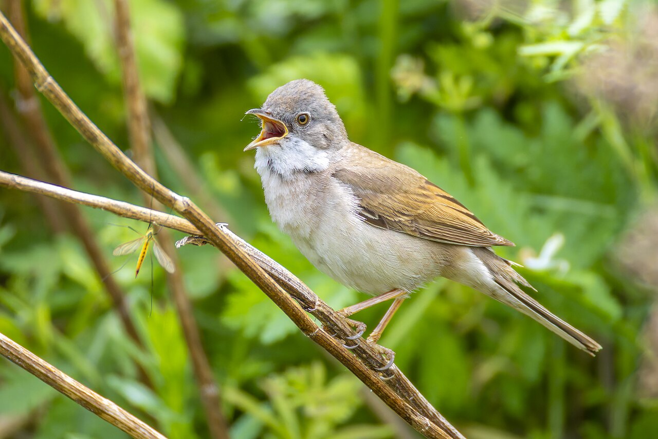 Grasmus (Curruca communis)