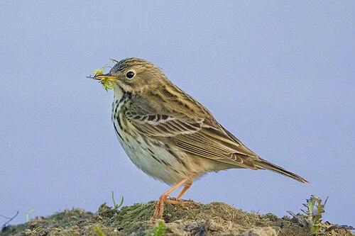 Wiesenpieper (Anthus pratensis)
