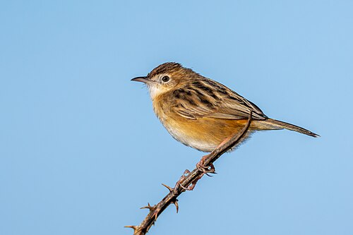 Cistensänger (Cisticola juncidis)