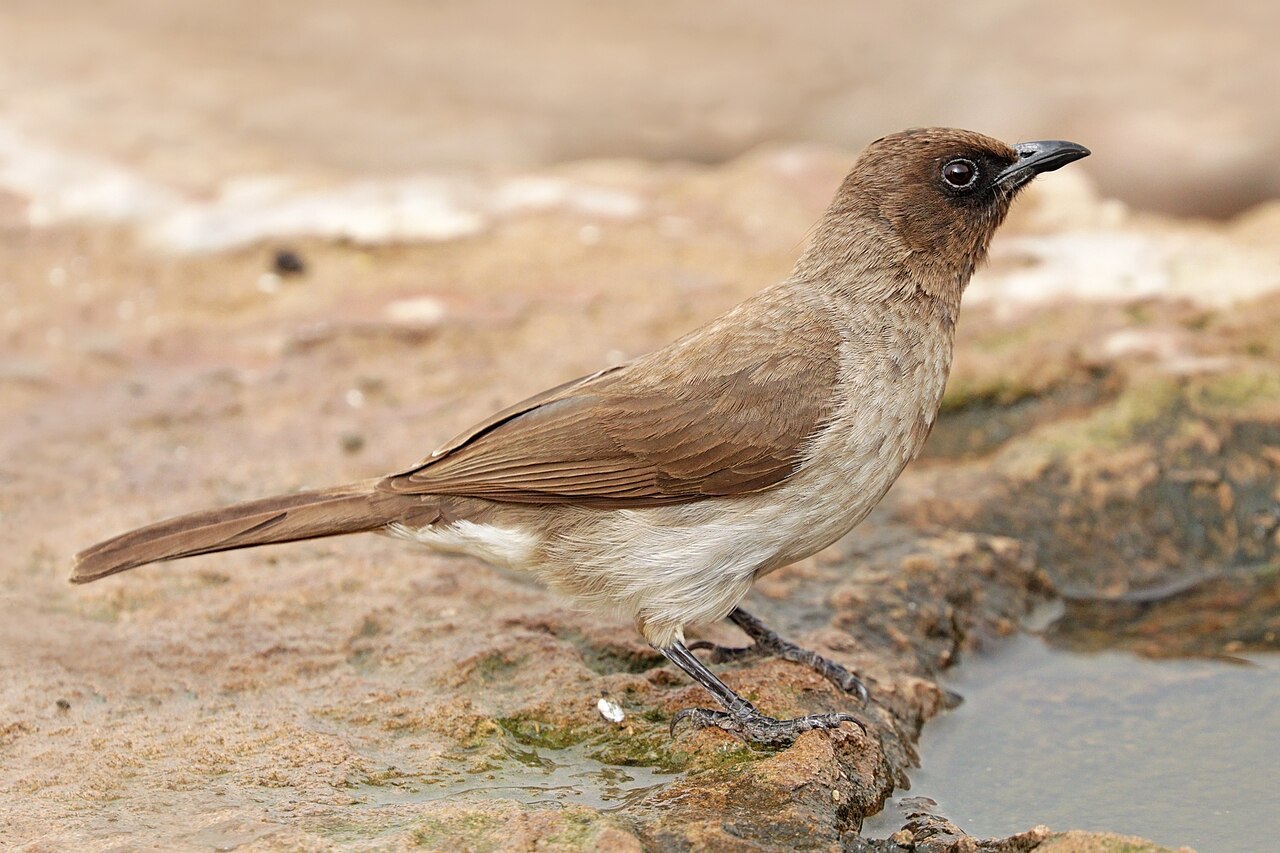 Grauwe buulbuul (Pycnonotus barbatus)