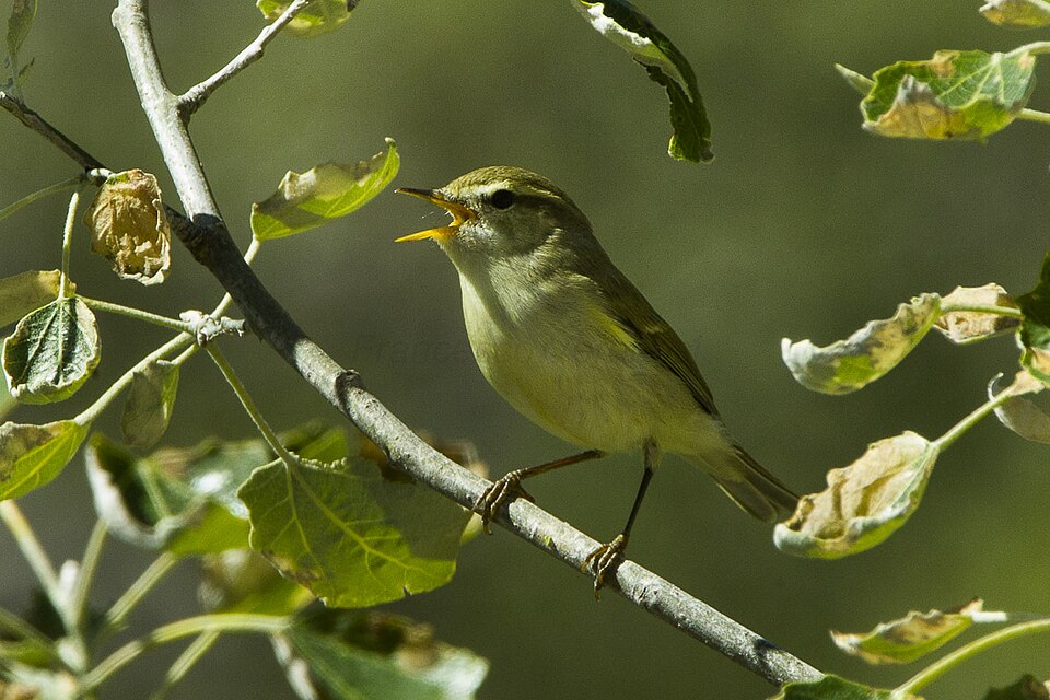 Grauwe fitis (Phylloscopus trochiloides)