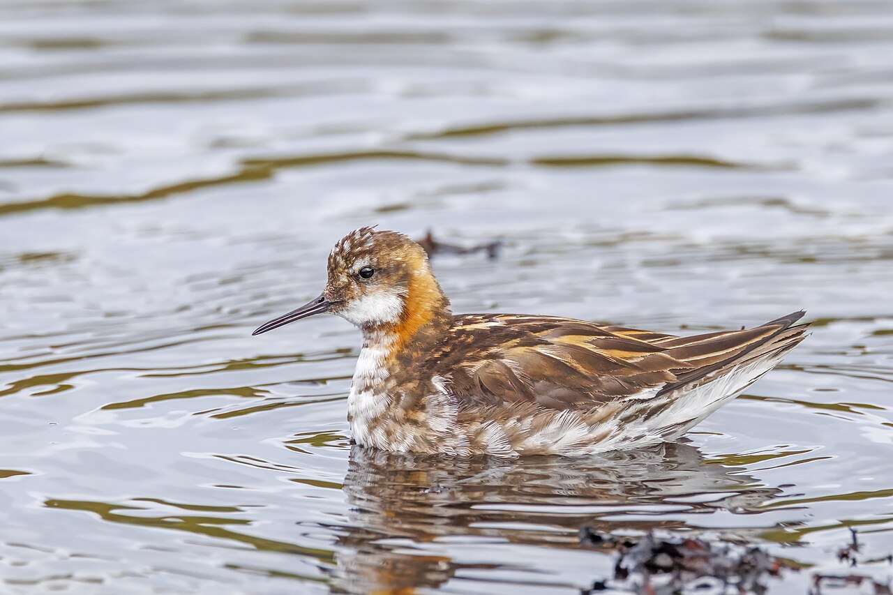 Grauwe franjepoot (Phalaropus lobatus)