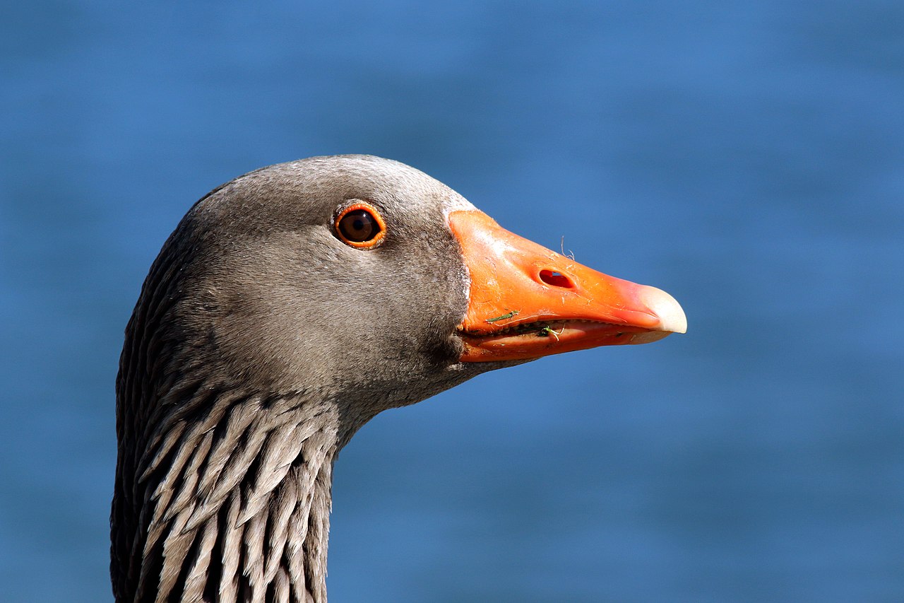 Grauwe gans (Anser anser)
