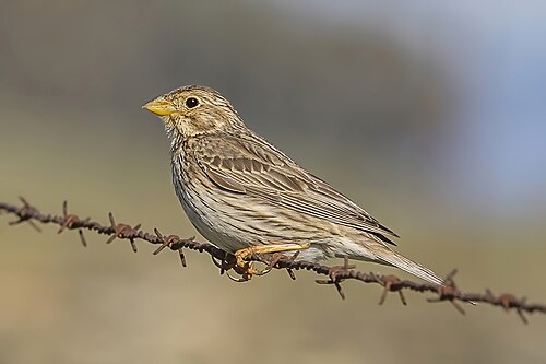 Grauammer (Emberiza calandra)