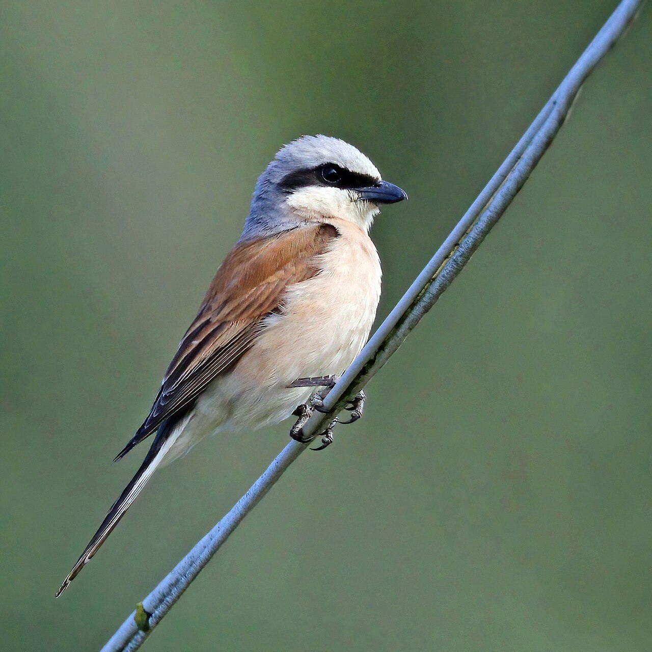 Grauwe klauwier (Lanius collurio)