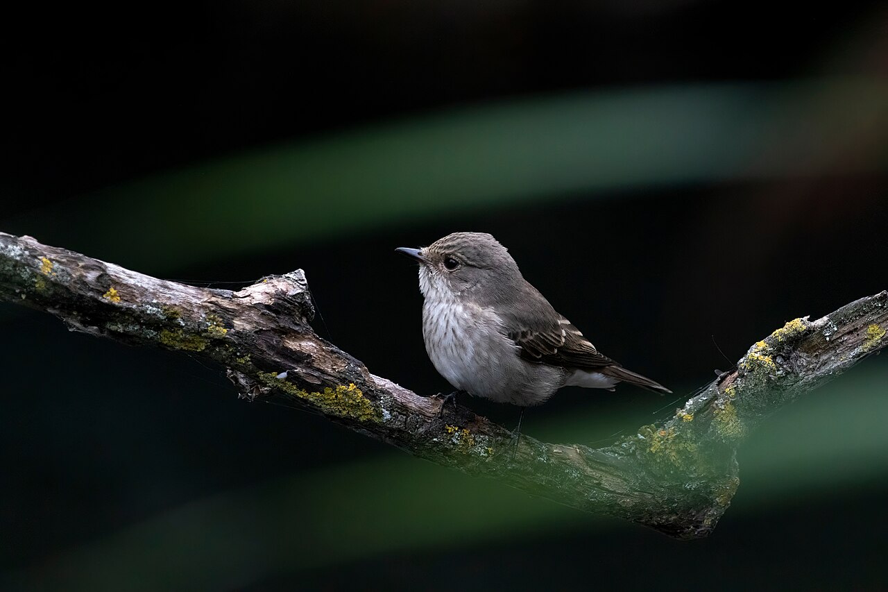 Grauwe vliegenvanger (Muscicapa striata)