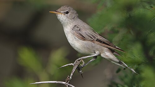 Olivenspötter (Hippolais olivetorum)