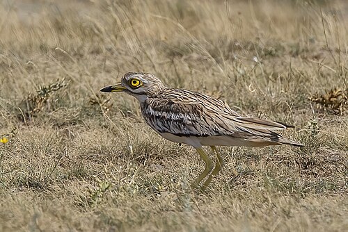 Triel (Burhinus oedicnemus)