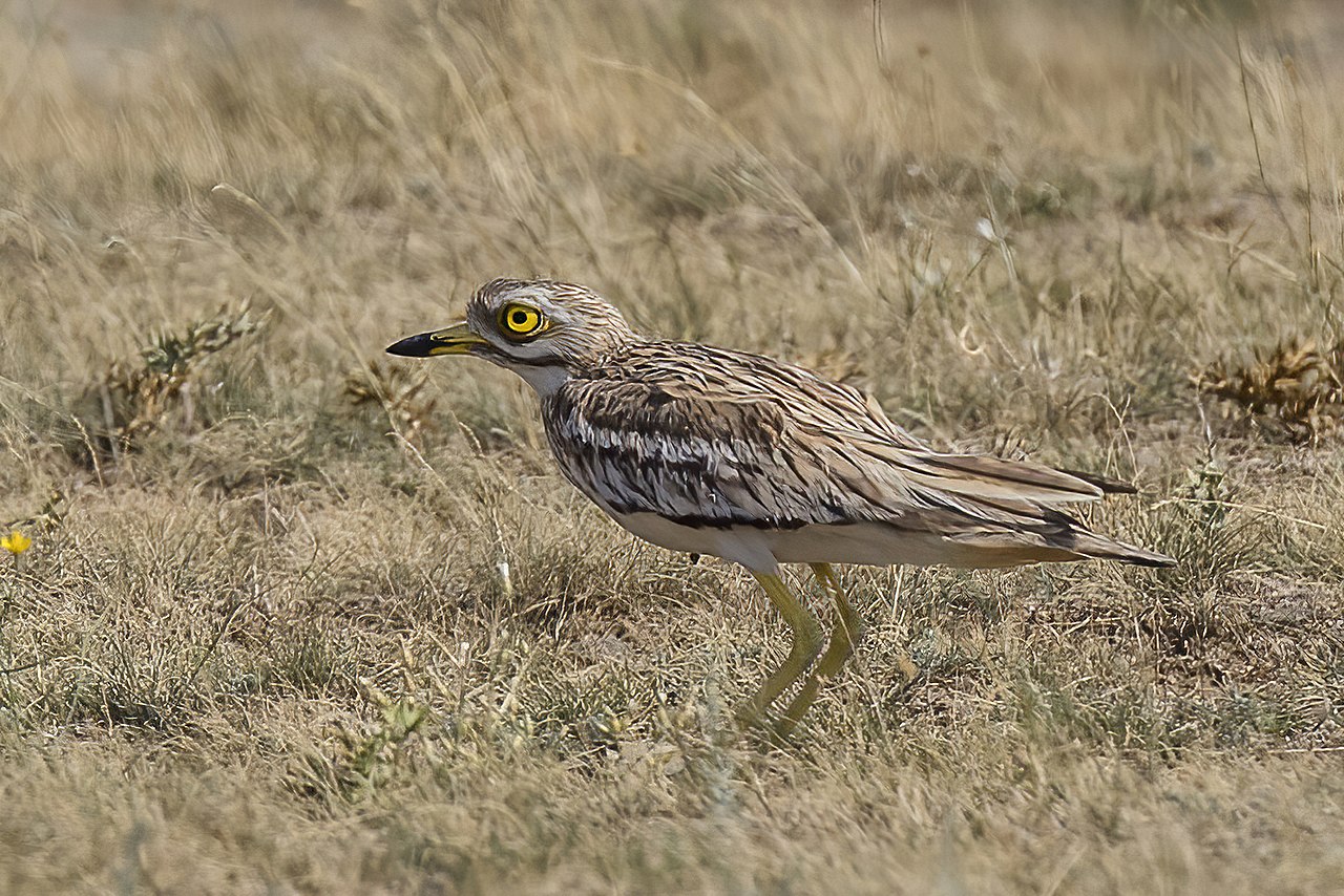 Griel (Burhinus oedicnemus)
