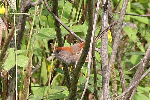 Graukehl-Papageimeise (Suthora alphonsiana)