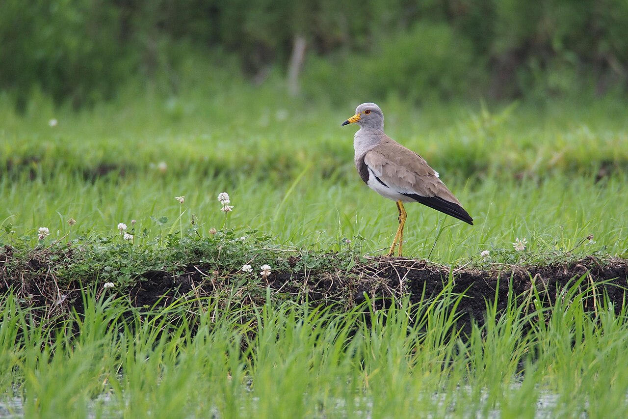 Grijskopkievit (Vanellus cinereus)