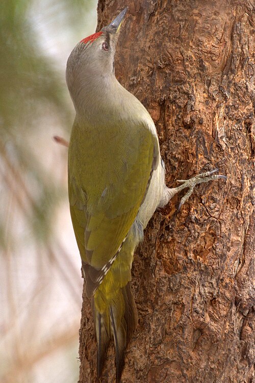 Grauspecht (Picus canus)