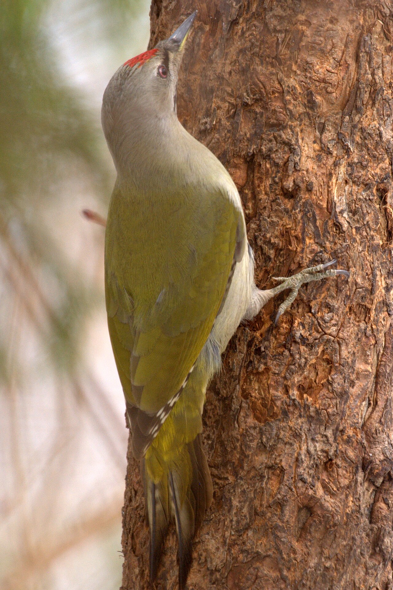 Grijskopspecht (Picus canus)
