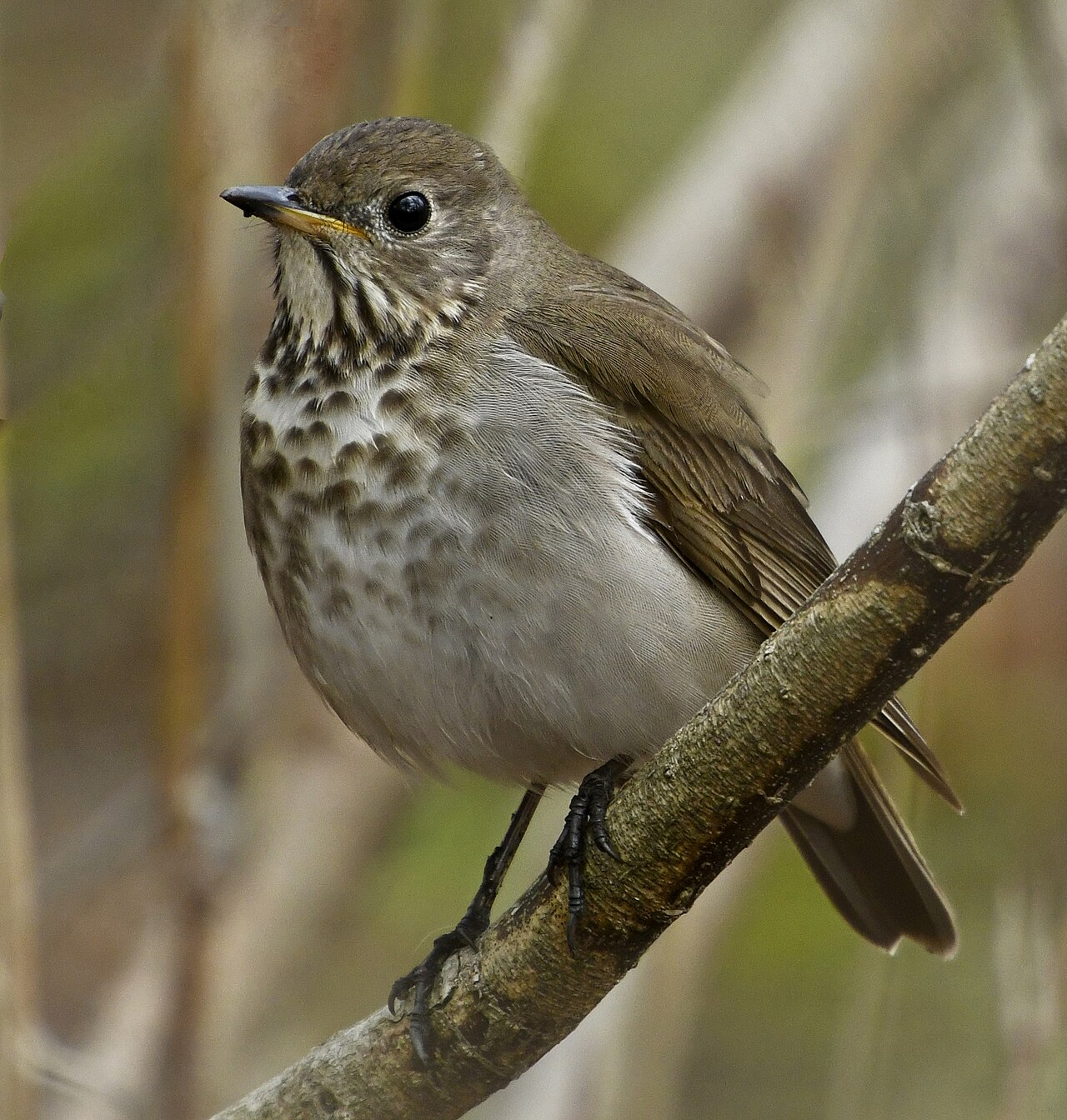 Grijswangdwerglijster (Catharus minimus)