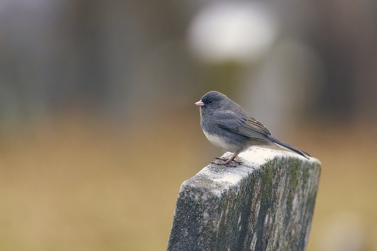 Grijze junco (Junco hyemalis)