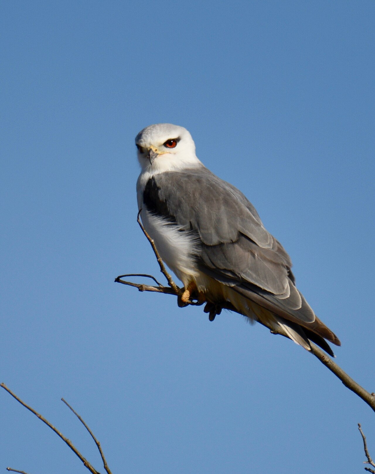 Grijze wouw (Elanus caeruleus)