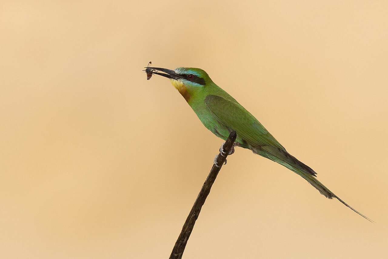 Groene bijeneter (Merops persicus)