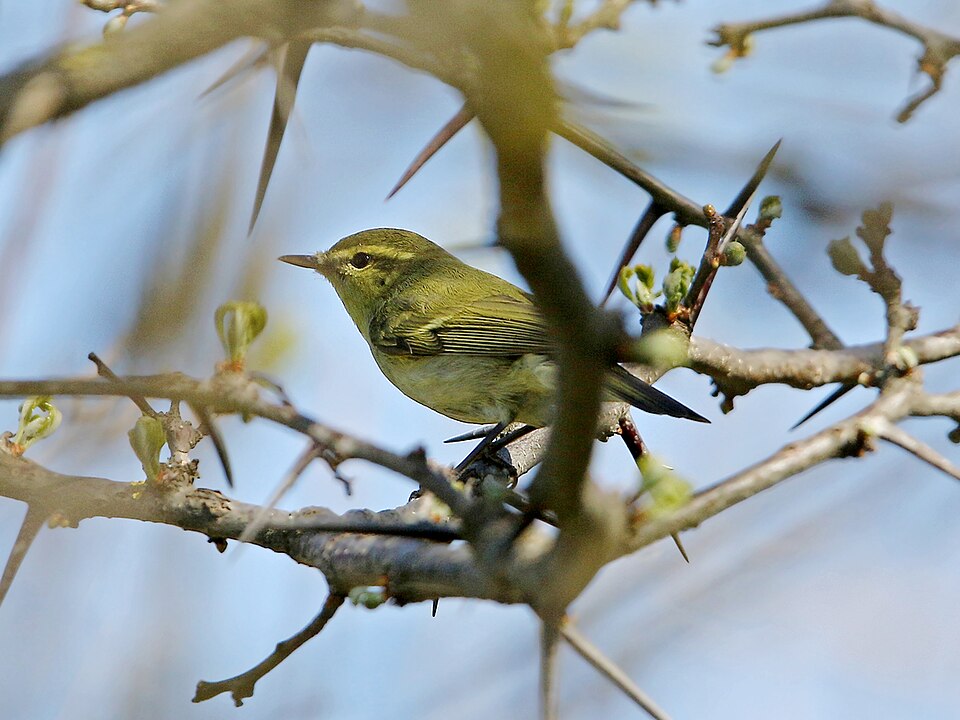 Groene fitis (Phylloscopus nitidus)