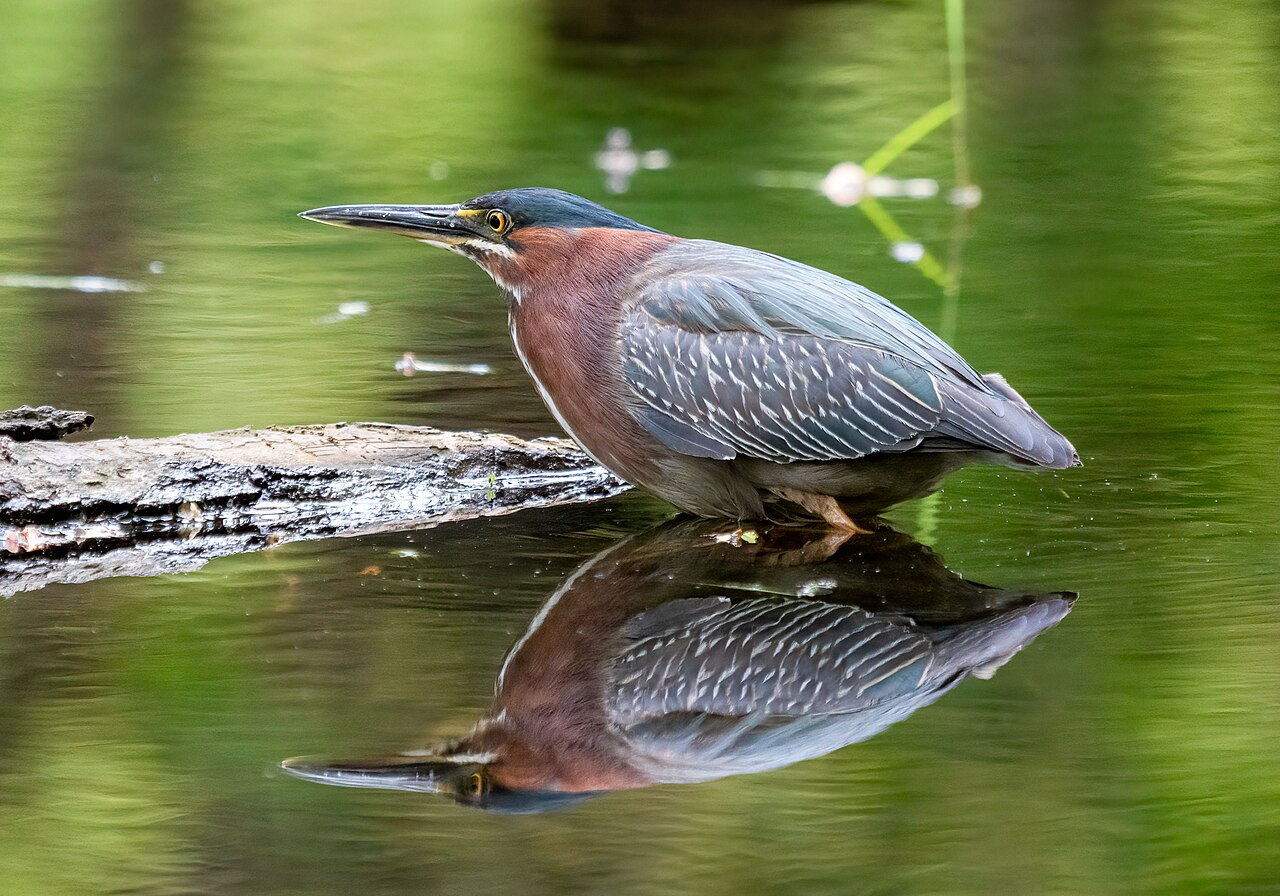 Groene reiger (Butorides virescens)