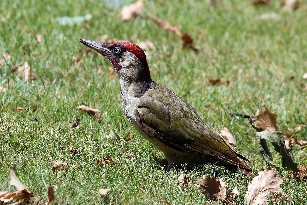 Groene specht (Picus viridis)