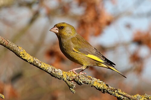 Grünfink (Chloris chloris)