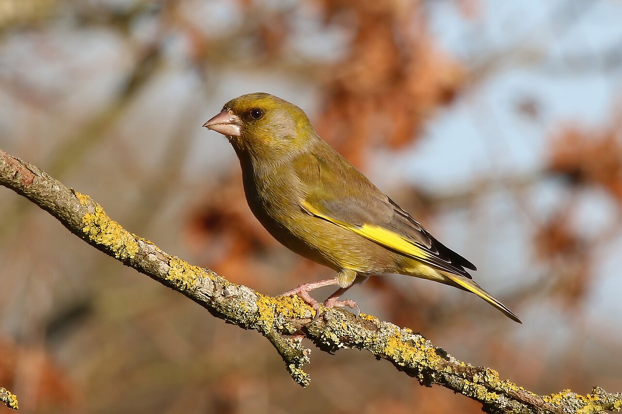Groenling (Chloris chloris)