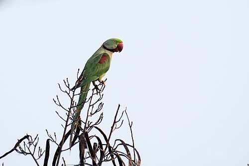 Großer Alexandersittich (Psittacula eupatria)