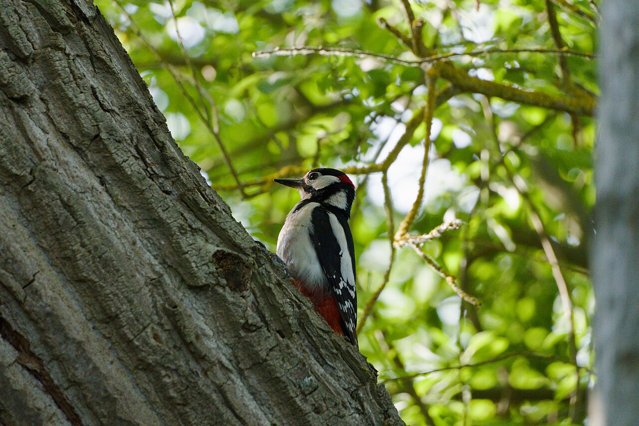 Grote bonte specht (Dendrocopos major)