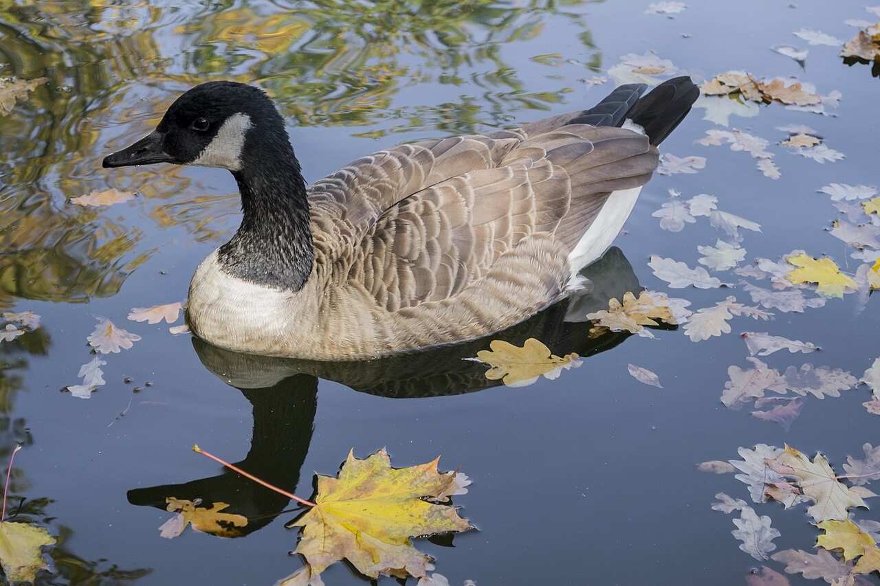 Grote canadese gans (Branta canadensis)