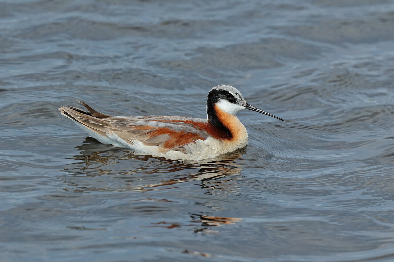 Grote franjepoot (Phalaropus tricolor)