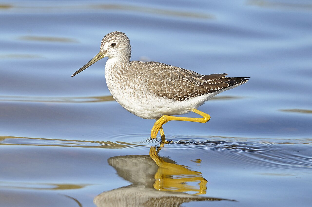Grote geelpootruiter (Tringa melanoleuca)