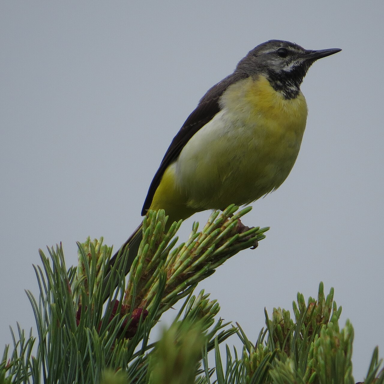 Grote gele kwikstaart (Motacilla cinerea)