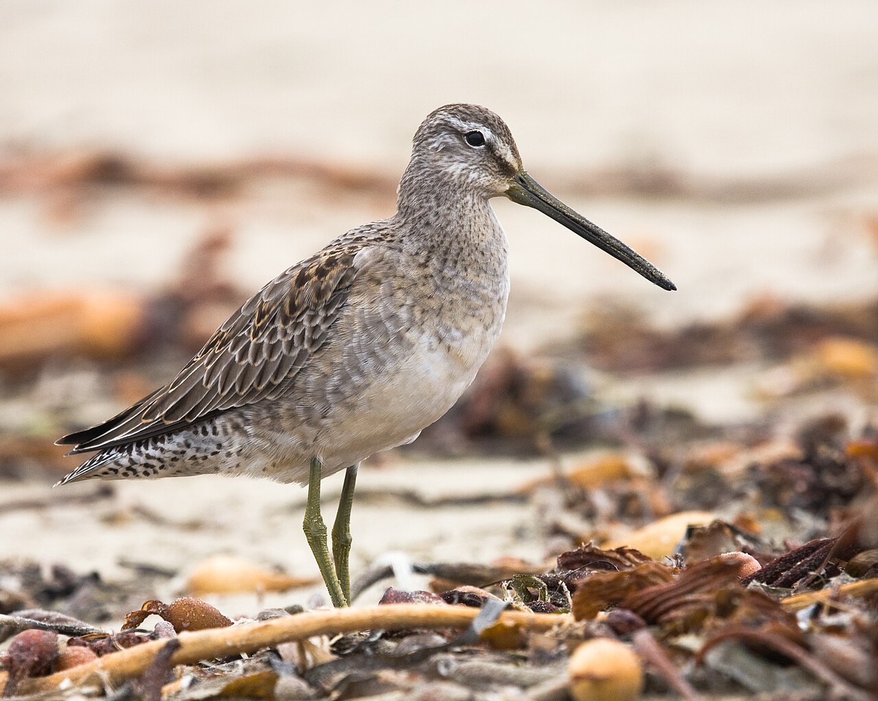Grote grijze snip (Limnodromus scolopaceus)