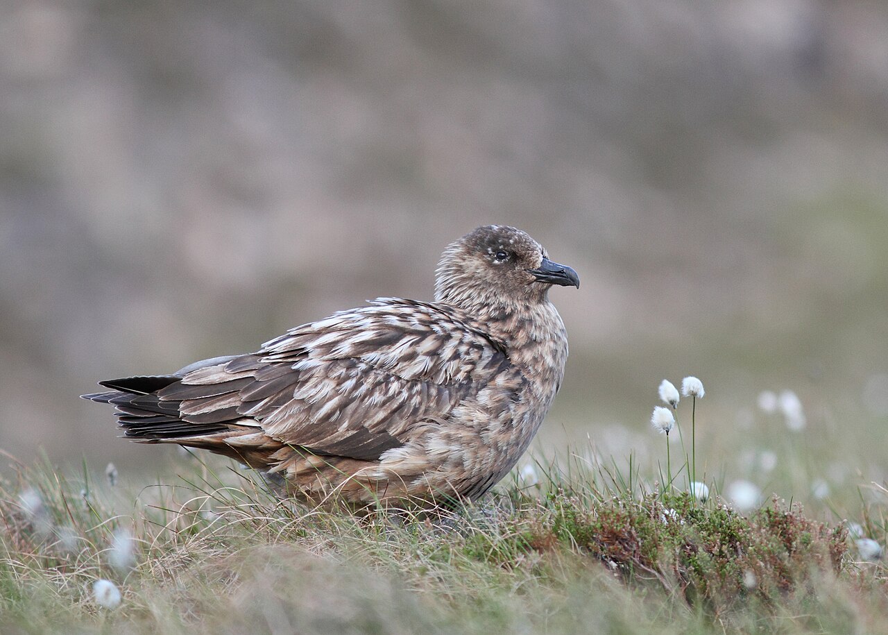 Grote jager (Stercorarius skua)