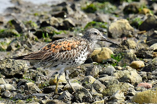 Großer Knutt (Calidris tenuirostris)