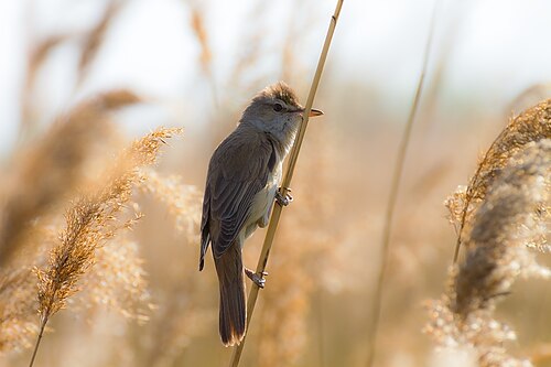 Drosselrohrsänger (Acrocephalus arundinaceus)