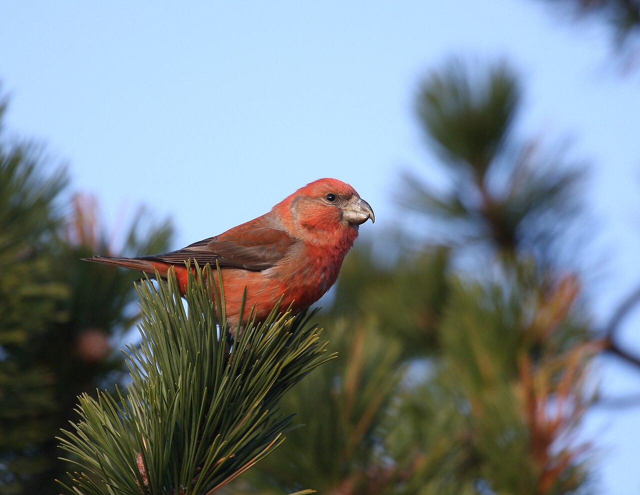 Grote kruisbek (Loxia pytyopsittacus)