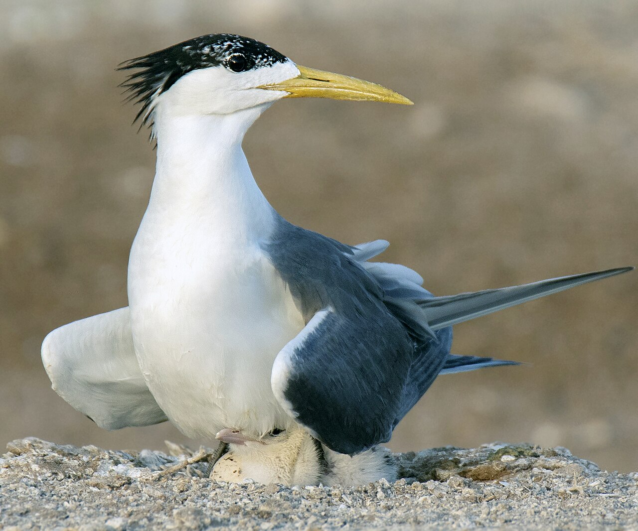 Grote kuifstern (Thalasseus bergii)
