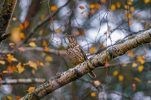 Misteldrossel (Turdus viscivorus)