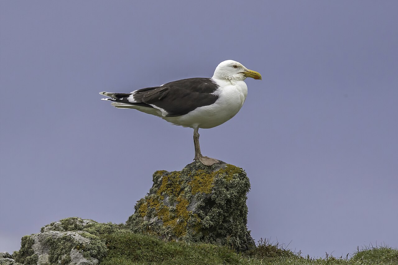 Grote mantelmeeuw (Larus marinus)