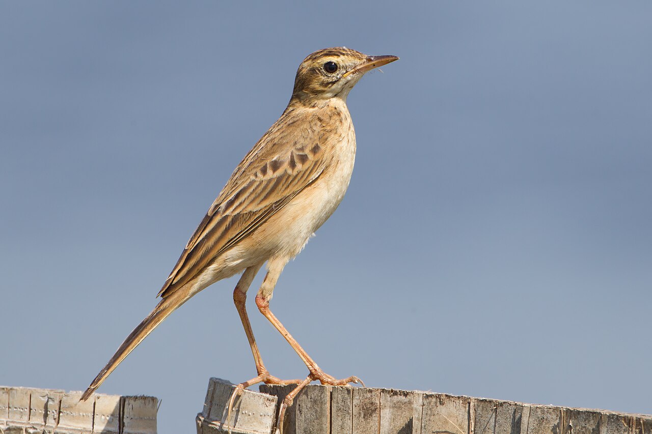 Grote pieper (Anthus richardi)