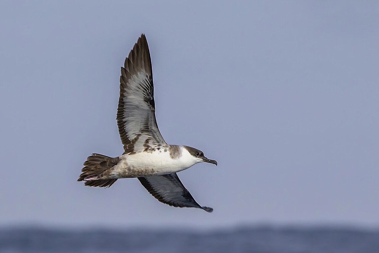 Grote pijlstormvogel (Ardenna gravis)