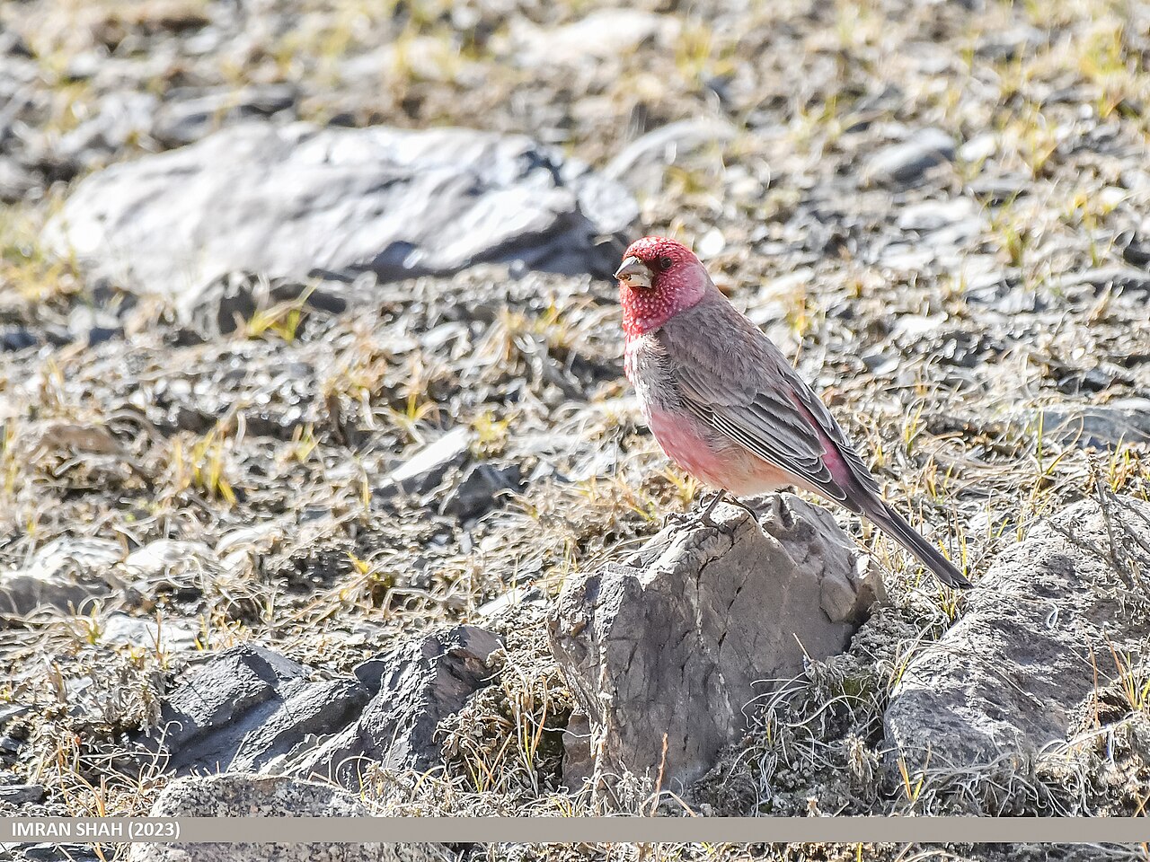Grote roodmus (Carpodacus rubicilla)