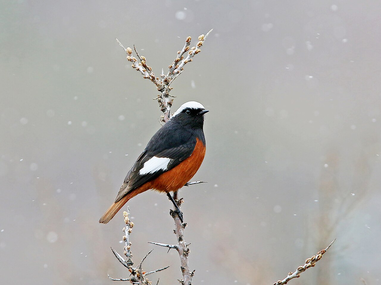 Grote roodstaart (Phoenicurus erythrogastrus)