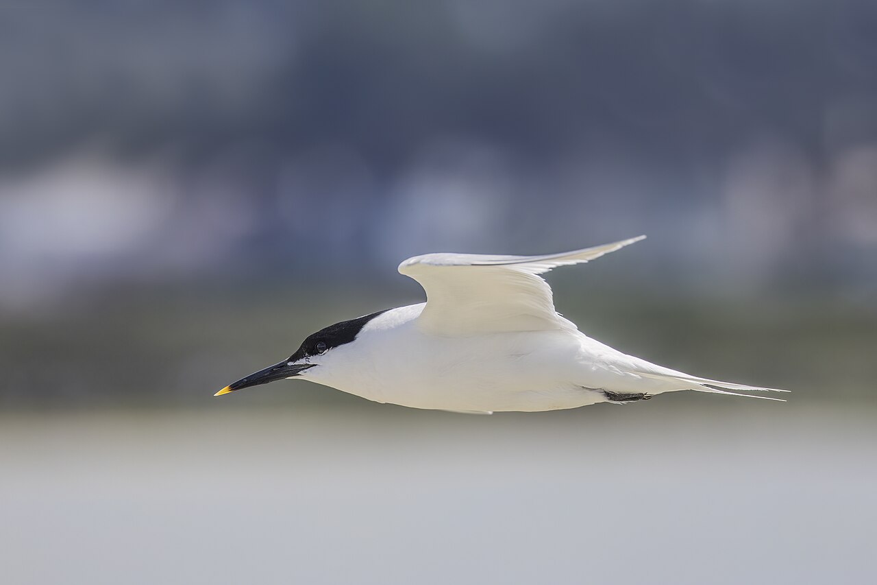 Grote stern (Thalasseus sandvicensis)