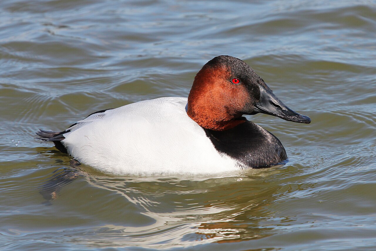 Grote tafeleend (Aythya valisineria)